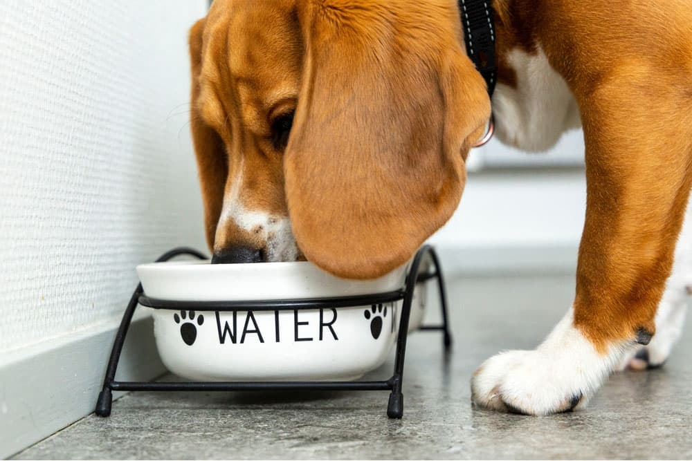 dog drinking water from water bowl