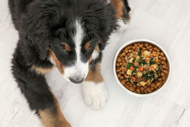 Cute dog waiying to eat kibble with dog food topper