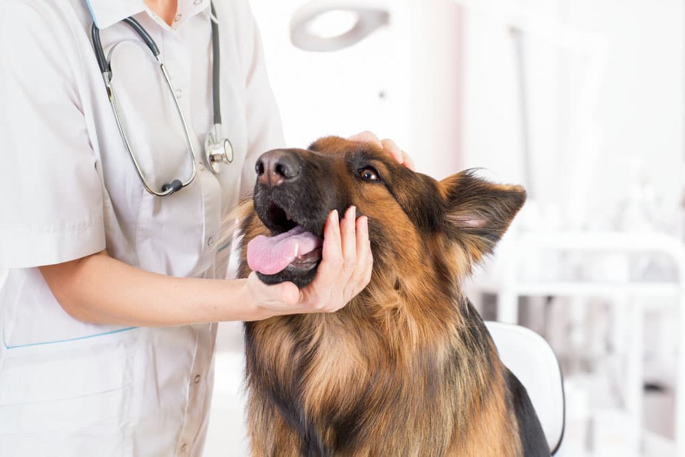 Dog being examined by a veterinarian