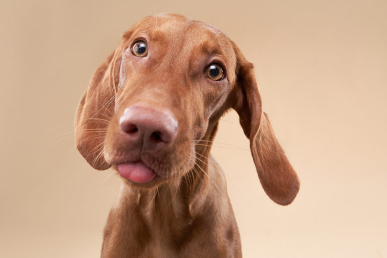 Brown dog with cute tongue