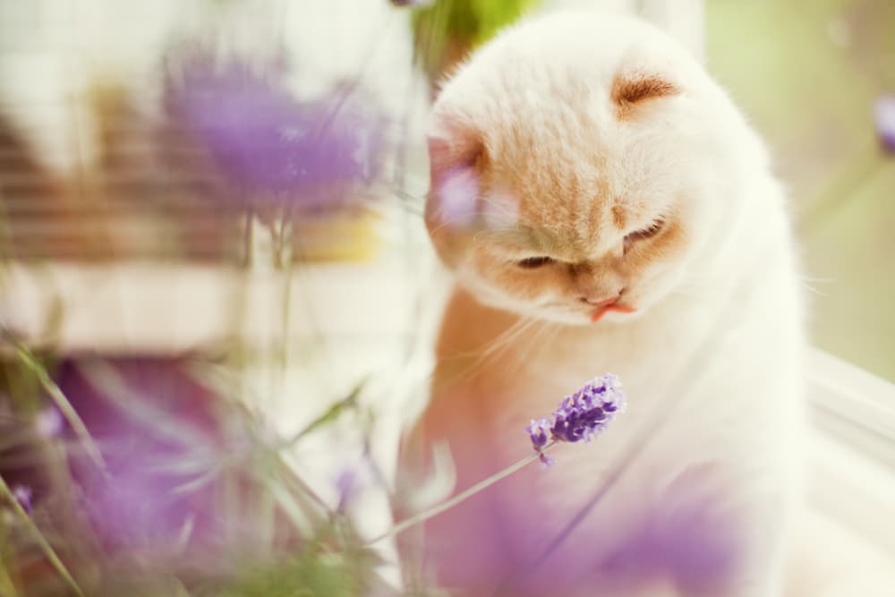 Is Lavender Safe for Cats?