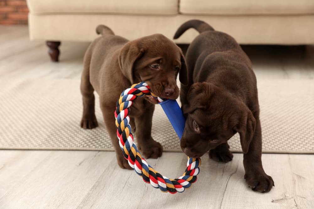 Two Labrador Retriever puppies playing with a toy