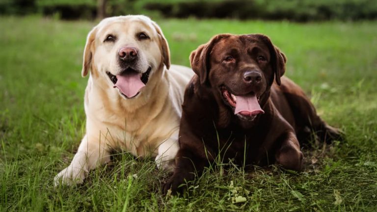 Two Labrador Retrievers laying in the grass