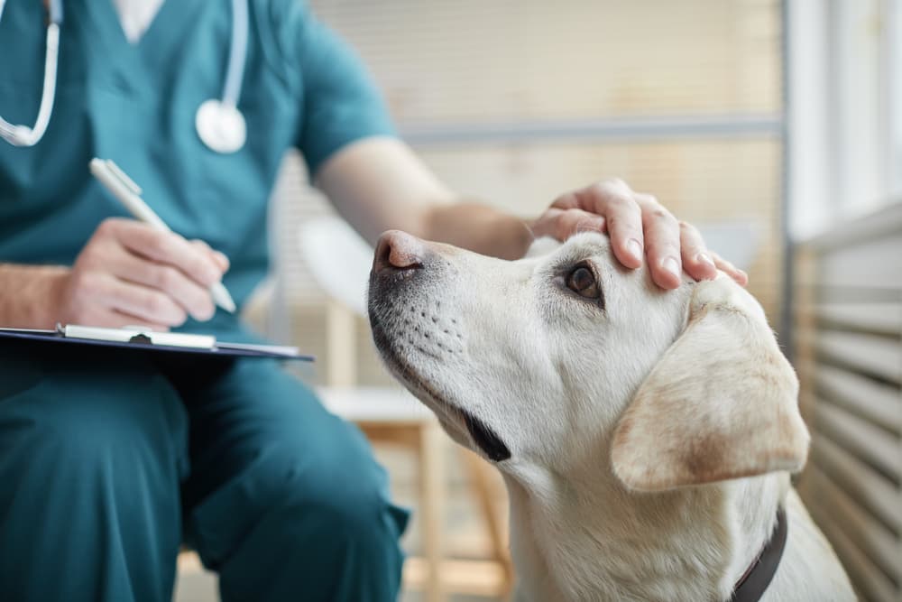 Labrador Retriever getting his health checked at the vet