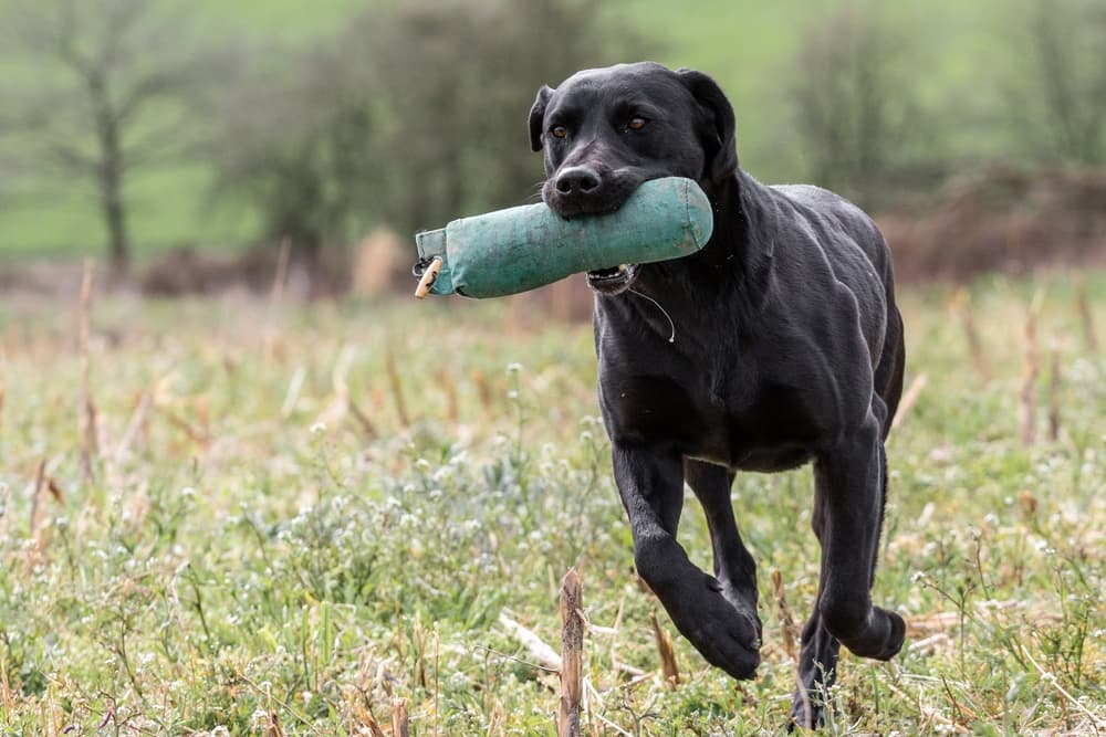 Labrador Retriever retrieving a toy in the forest