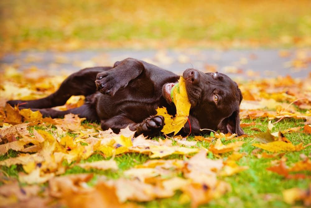 Chocolate Lab puppy playing with a leaf