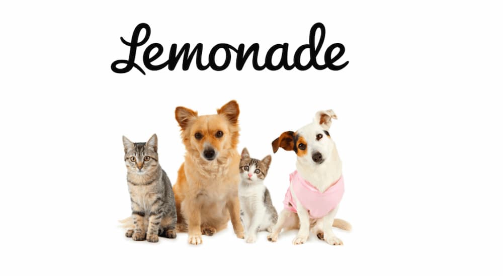 Lemonade pet insurance dogs and cats