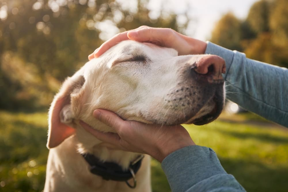 Man petting and loving old dog
