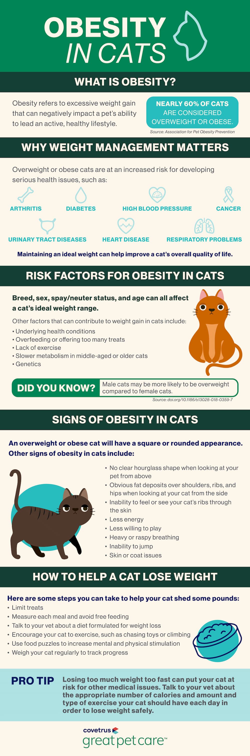 Obesity in Cats infographic
