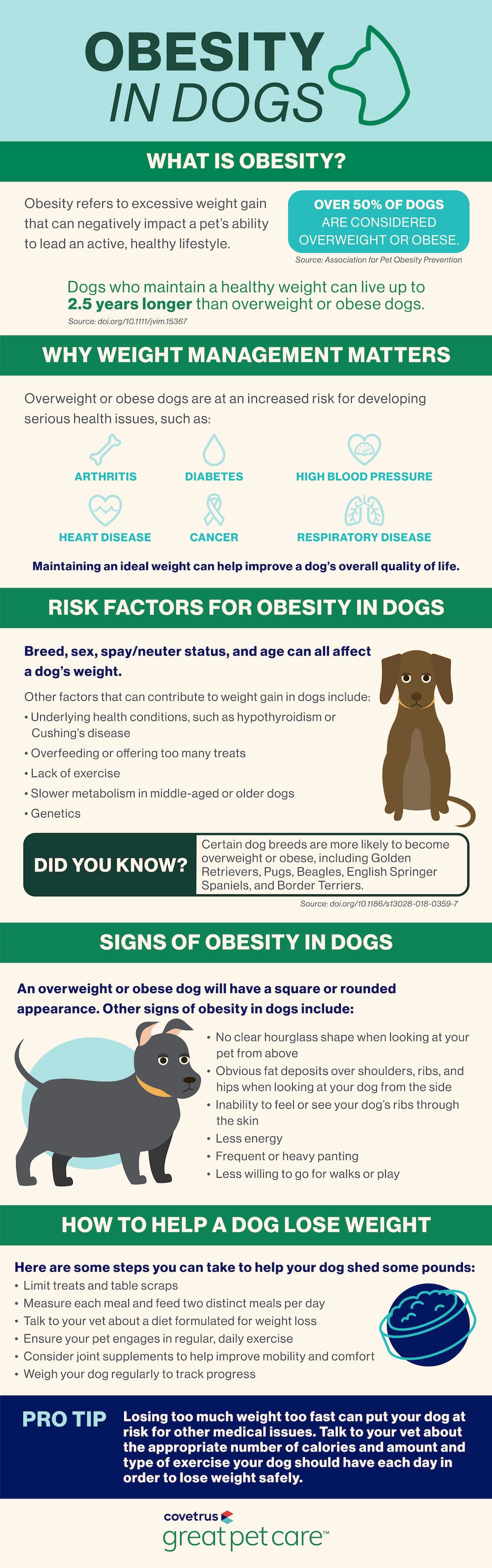 Dog obesity infographic