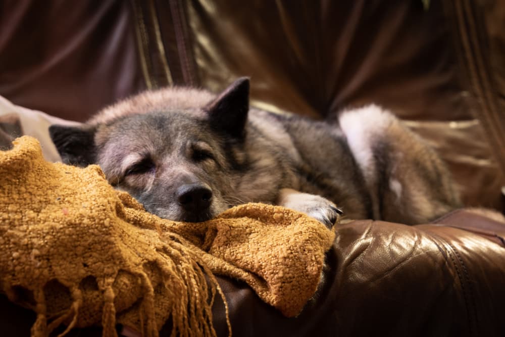 Dog laying on couch with blanket