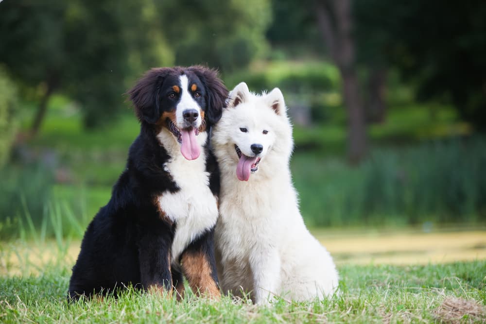 Two dogs beautiful healthy coats