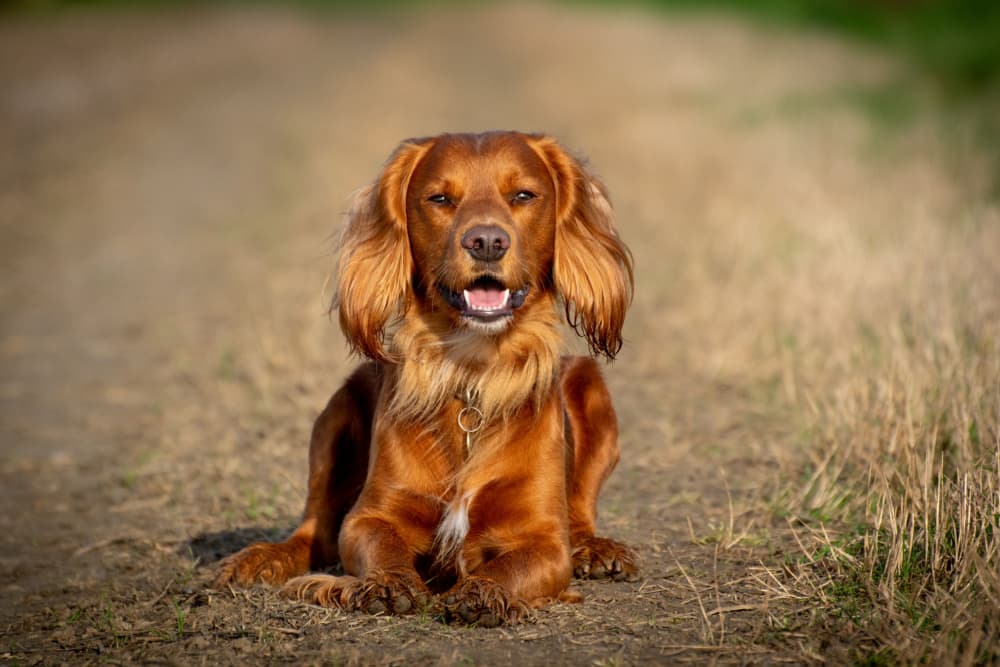 Omega 3 for Dogs: Benefits and Supplements to Try