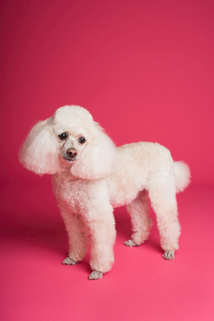 Photo of a recently groomed poodle