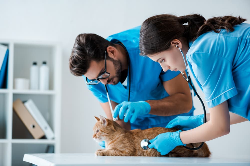 Veterinarians examining a cat for issues related to pooping outside the litterbox