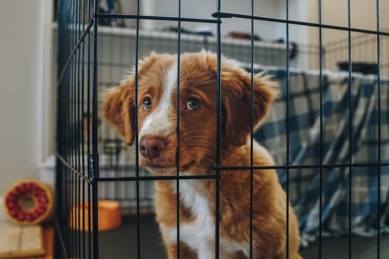 Puppy in crate looking very sad