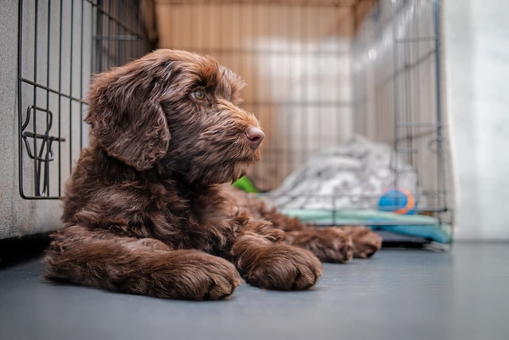 Puppy outside the crate looking at owner