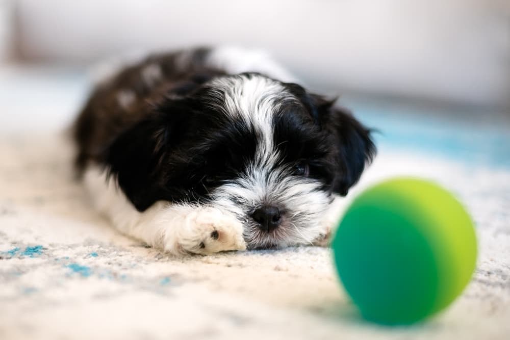 Puppy laying on rug with a ball