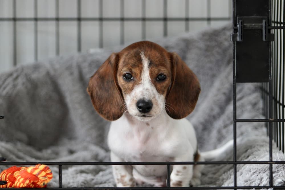 Puppy in crate looking sad wants to leave