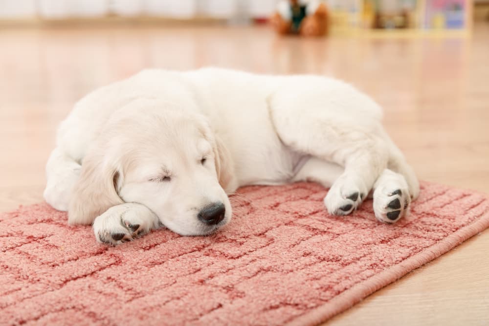 Puppy Proofing 101: Complete Guide to a Safer Home