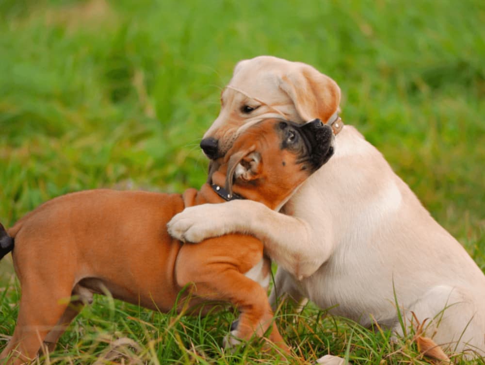 Puppy Socialization 101: Stopping Fear Before It Starts