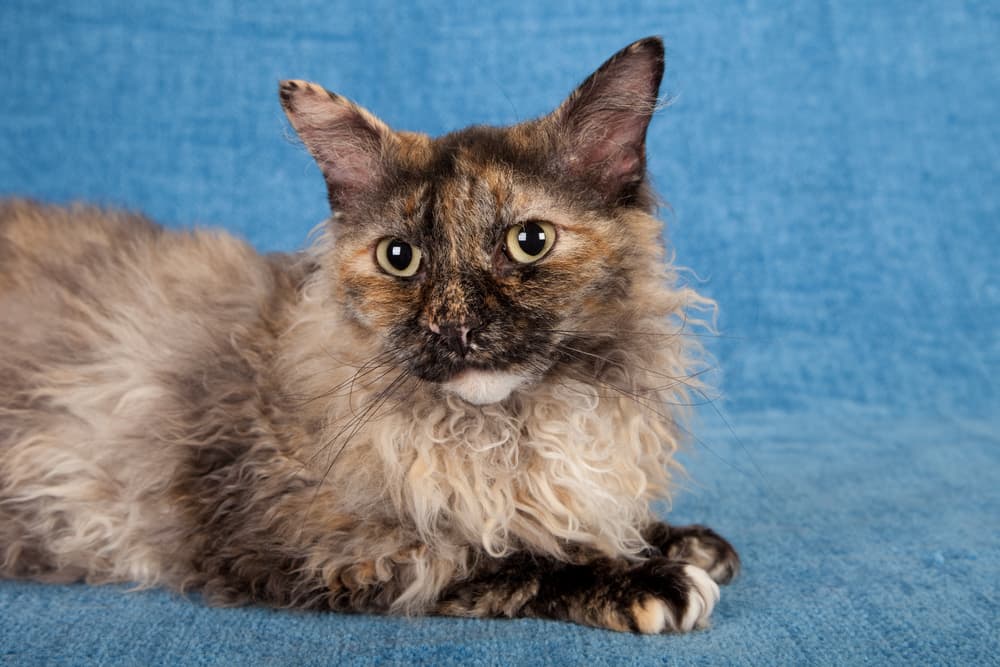 Laperm wavy haired cat breed