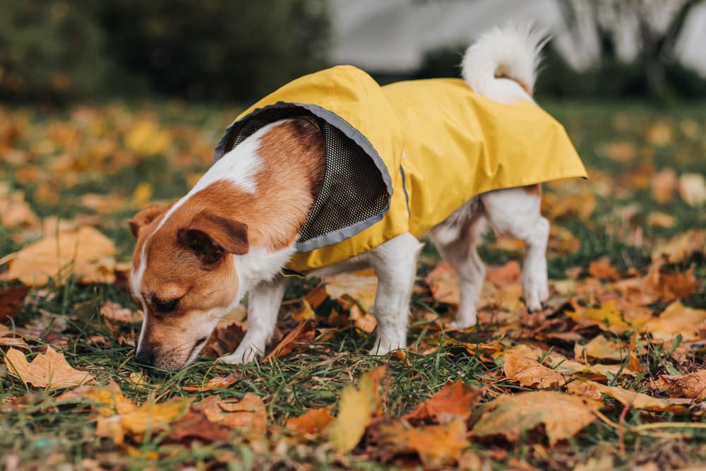 Dog wearing raincoat sniffing leaves