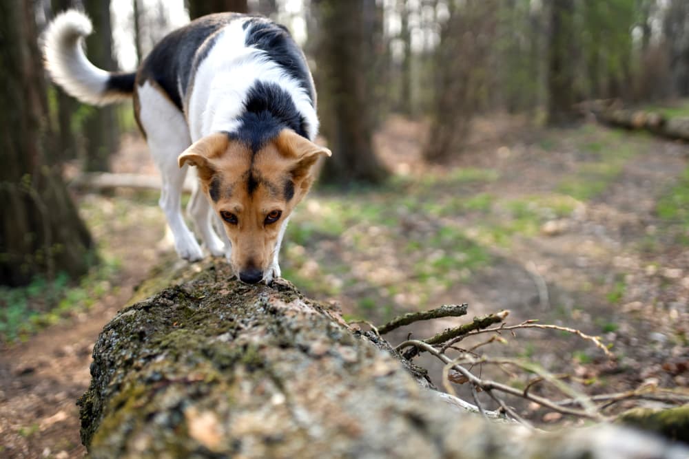Dog sniffing on log in the forest