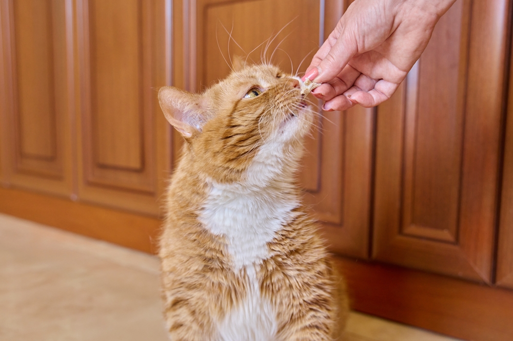 Older ginger cat eating piece of meat from pet parent's hand