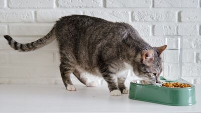 Senior Cat Nutrition: How to Feed Your Senior