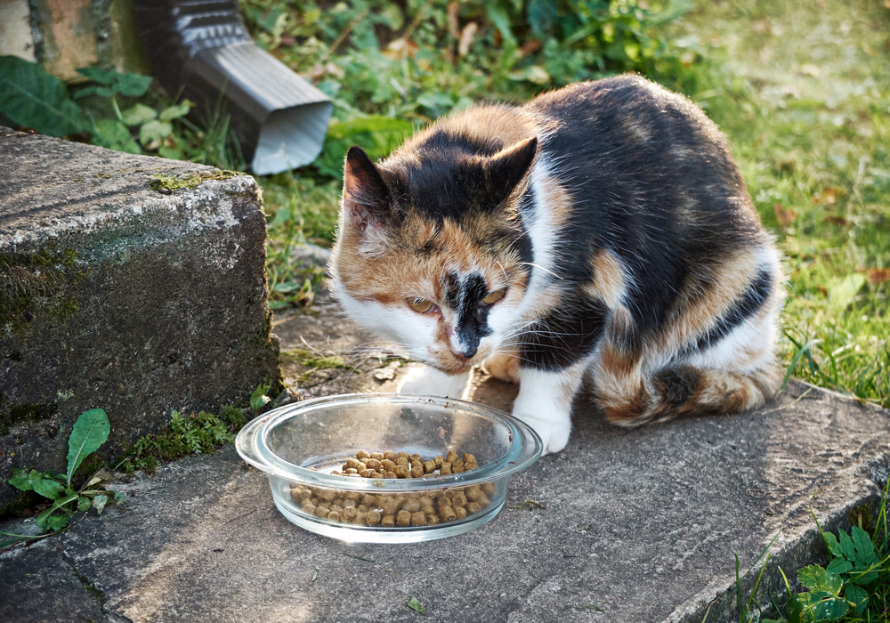 senior cat eating kibble outside 