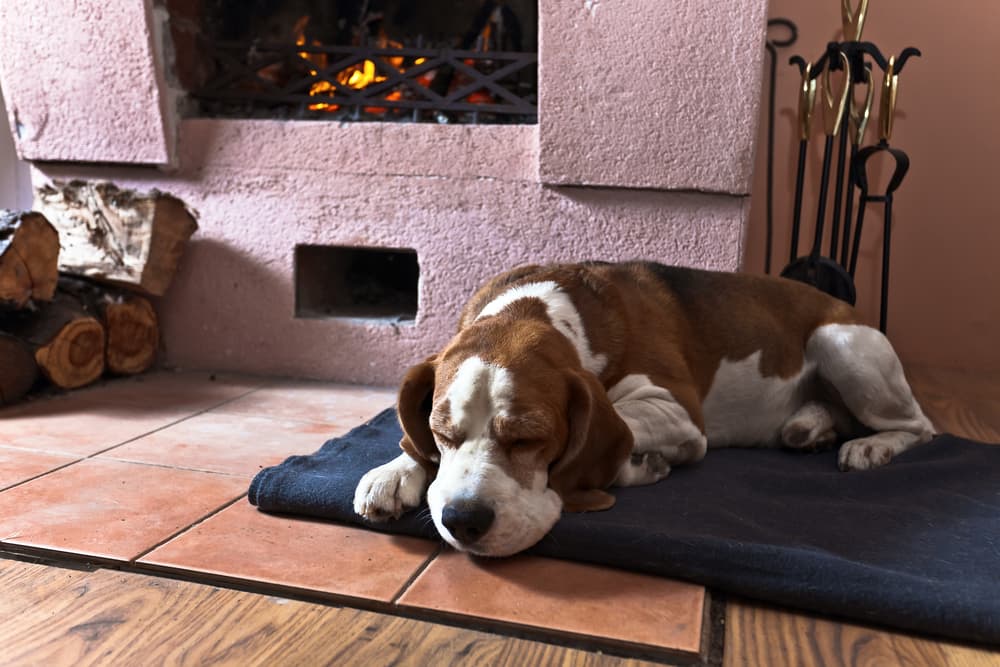 Old dog asleep on dog bed by the fireplace