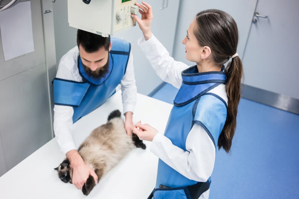 Veterinarians prep cat for X-rays