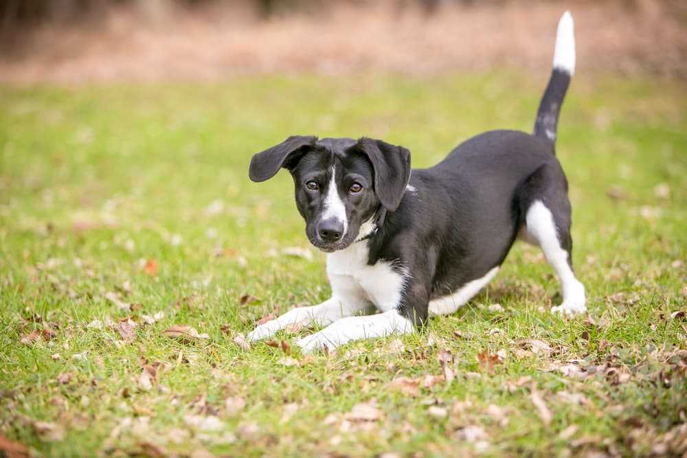 Dog Tail Facts: Info on Wagging, Chewing, and More