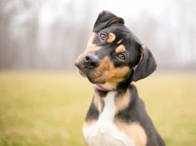 Why Do Dogs Tilt Their Heads?