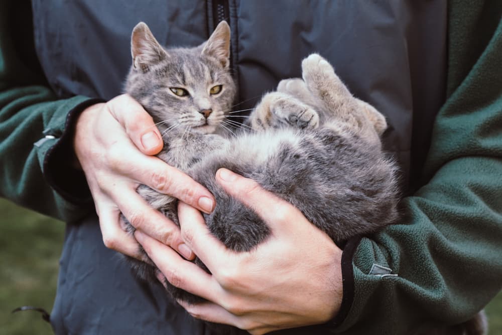Cat being held by owner