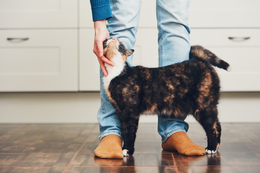 6 Easy Ways to Bond with Your Cat at Home
