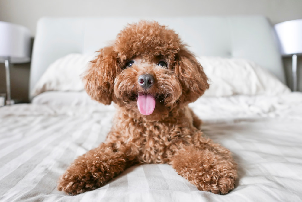 Cute miniature Poodle on bed