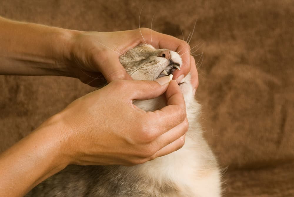 Pet parent opens cat's mouth to give a pill