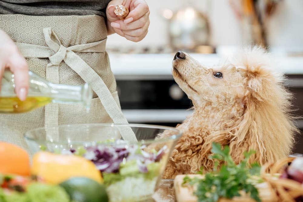 Olive Oil for Dogs: Is It Safe?