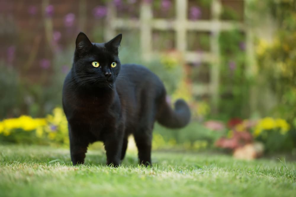 Black cat walking on the grass