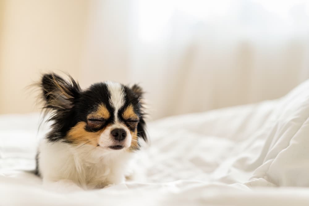 Sleepy Chihuahua on bed