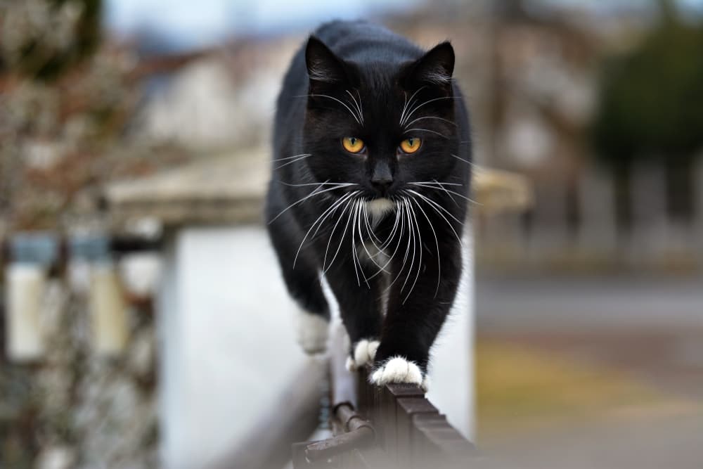 Black cat with white feet walking on a railing