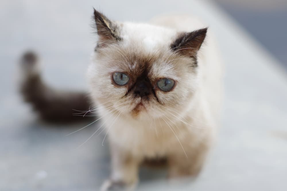10 Warning Signs Your Cat Is Crying for Help