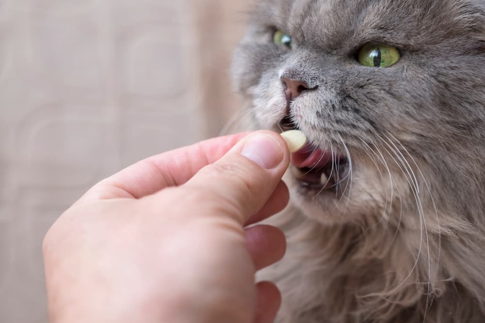 Pet parent giving a cat a chewable medication