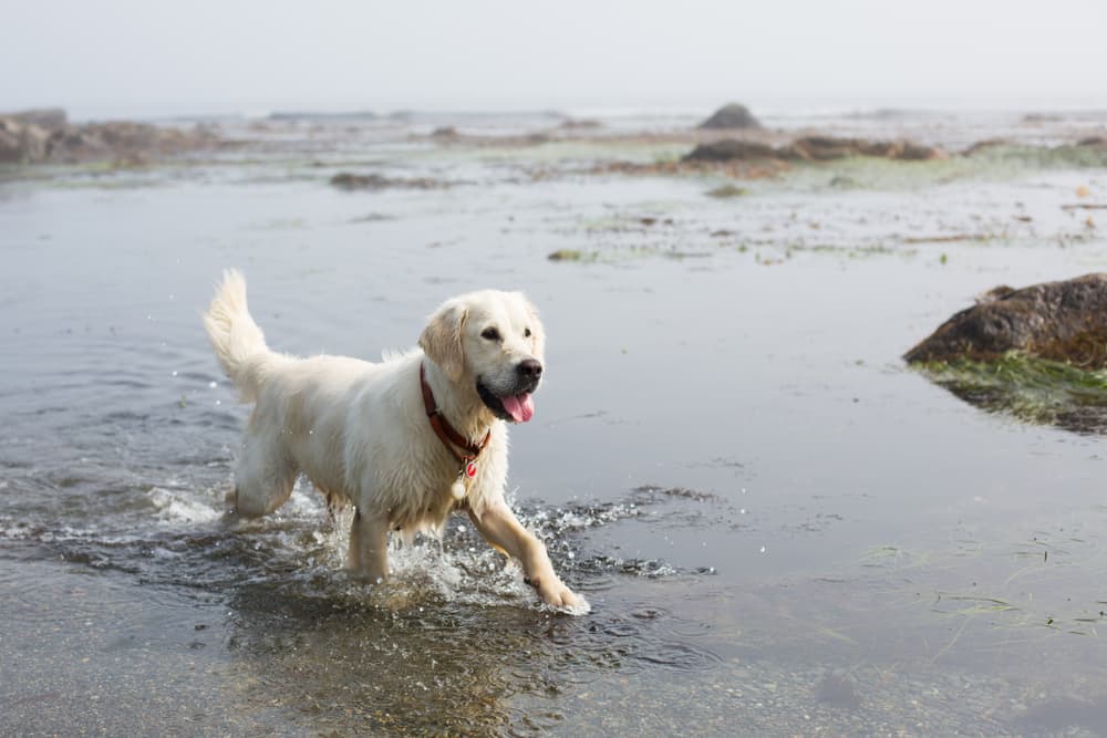 Dog running in ocean water