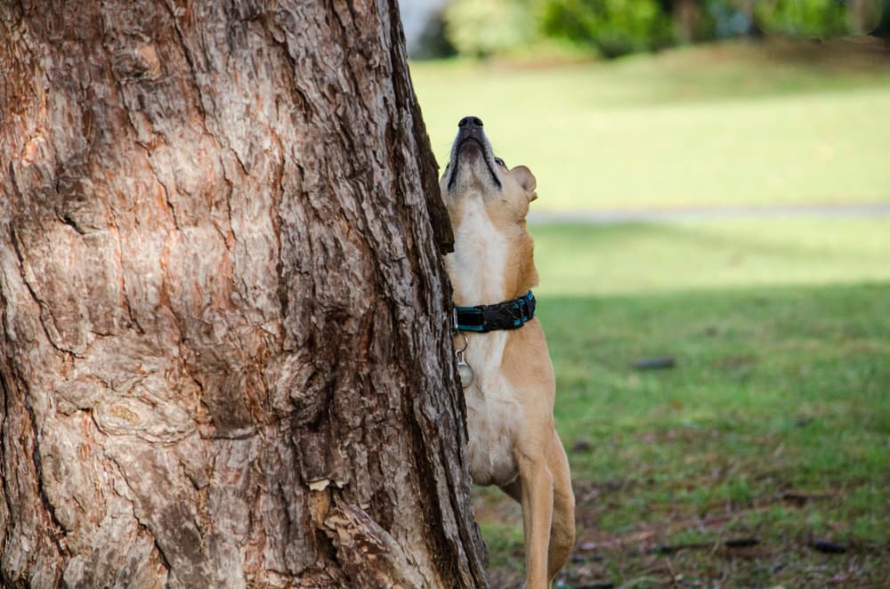 Basenji dog chasing a squirrel