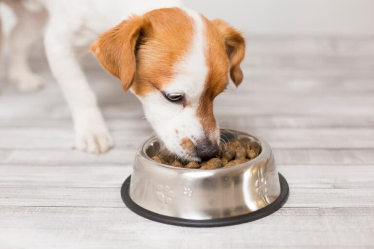 Terrier eating dog food
