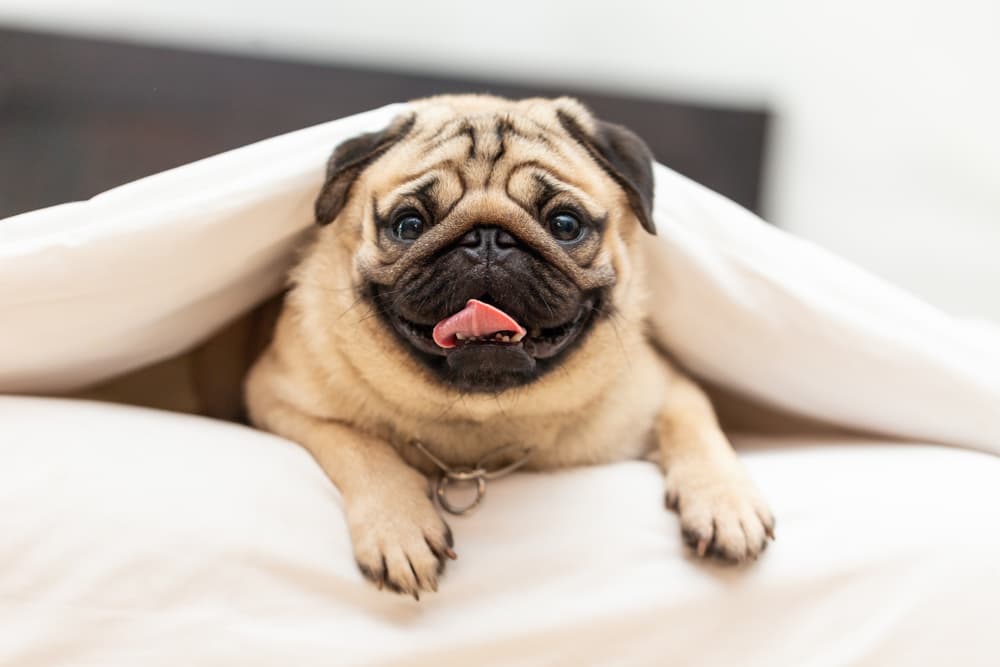 Pug under blanket in bed