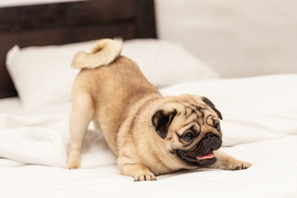 Playful pug on bed